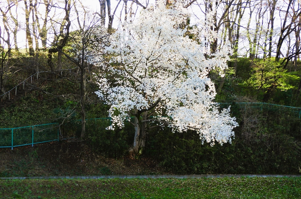 川べりの山桜