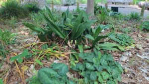 オモトとその周辺の植物たち