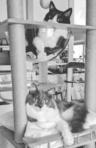 びっくりしているうちの猫